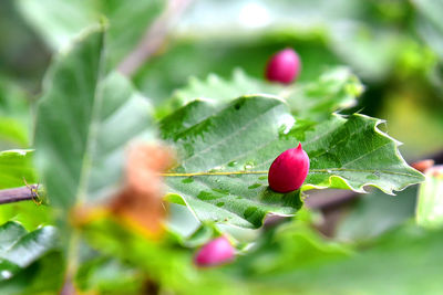 Close-up of red berries on plant