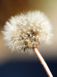 Close-up of dandelion flower