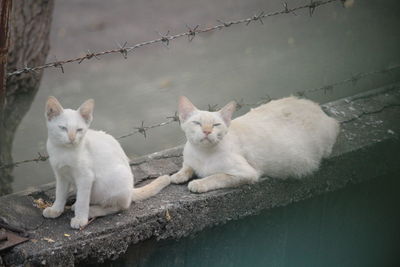 Portrait of two cats