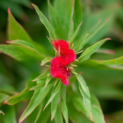 Close-up of red flower on plant