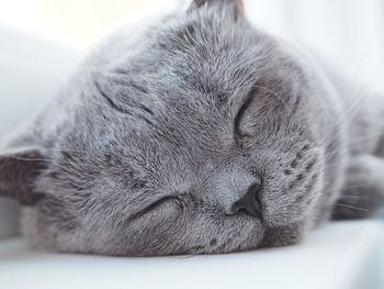 Close-up of a cat sleeping