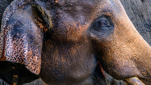 Close-up portrait of elephant