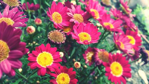 Close-up of yellow flowers blooming outdoors