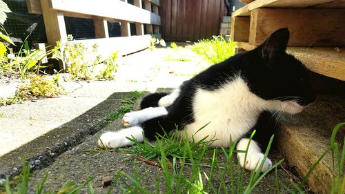 Cat resting on floor