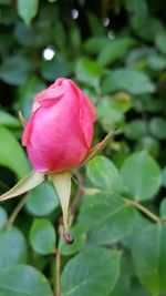 Close-up of pink rose blooming outdoors