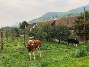 Cows grazing in a field