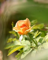 Close-up of rose plant