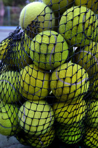 Close-up of yellow lizard