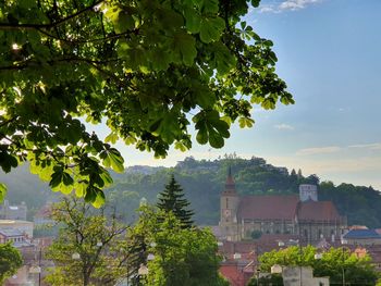 Trees and buildings against sky