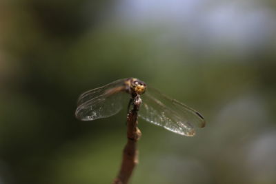 Close-up of insect on plant