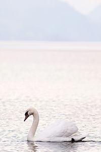 Close-up of swan swimming in lake against sky