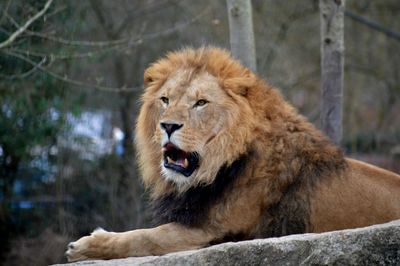 Lion looking away