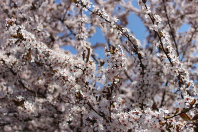 Close-up of cherry blossoms