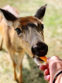Feeding carrots to deer