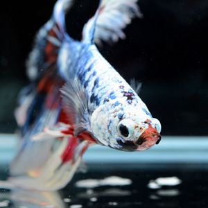 Close-up of fish swimming in sea