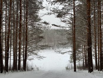 Trees on snow covered land during winter