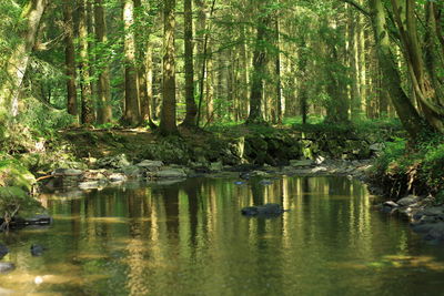 Scenic view of lake in forest