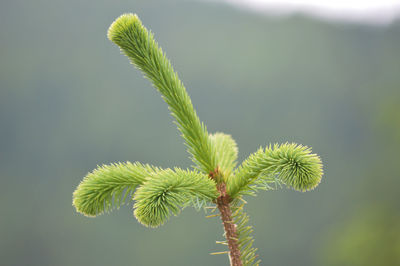 Close-up of green plant