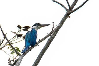 Low angle view of bird perching on branch against sky