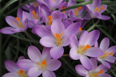 Close-up of purple flower