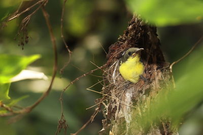 Very cute purple sunbird chick in the nest, tropical rainforest in india, summertime