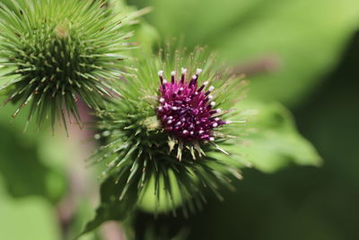 Close-up of thistle flower