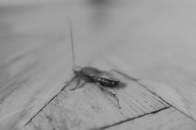 High angle view of fly on wooden table