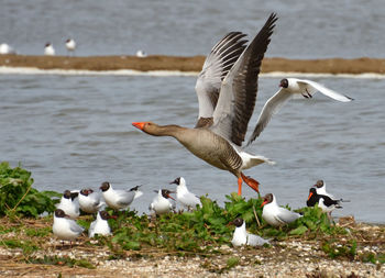 Seagulls flying over sea