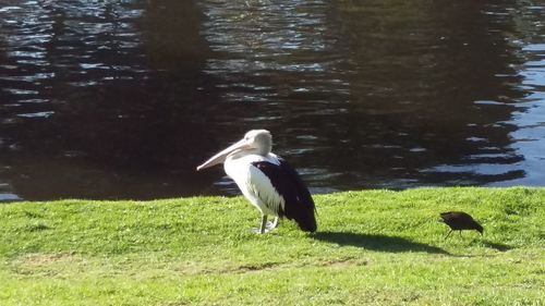 Bird on lake by grass