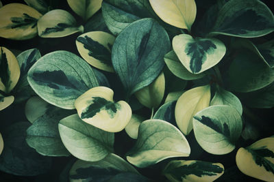 Full frame shot of plants