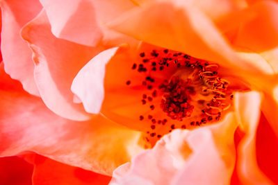 Full frame shot of orange flower