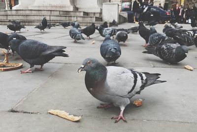 Flock of birds perching on street