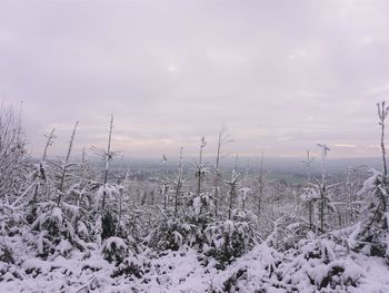 Plants on snow covered land against sky