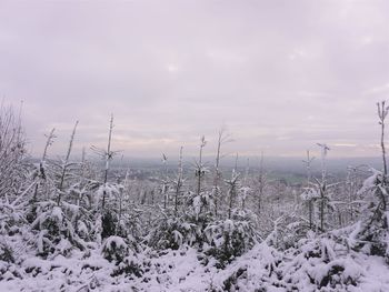 Snow on the forrest