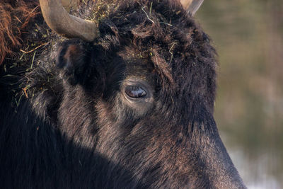 Close-up of a cow