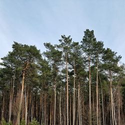 Low angle view of trees in forest against sky