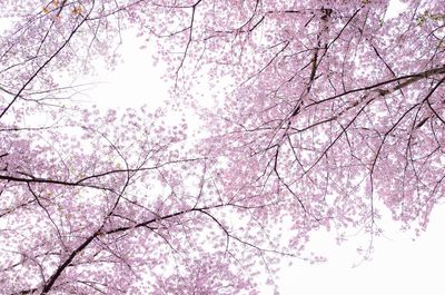 Low angle view of cherry blossoms against sky