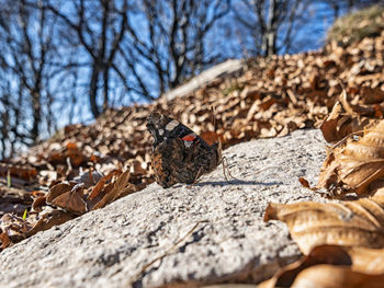 Close-up of dry leaves on ground