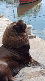 Close-up of dog in water