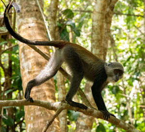 View of a monkey on tree