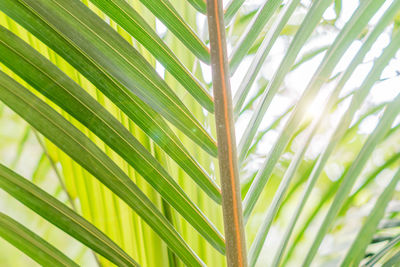 Green palm leaf in sunlight for background