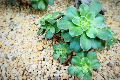 Close-up of plants