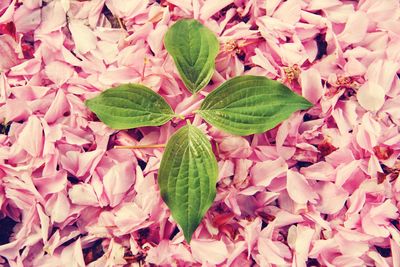 Close-up of pink flower