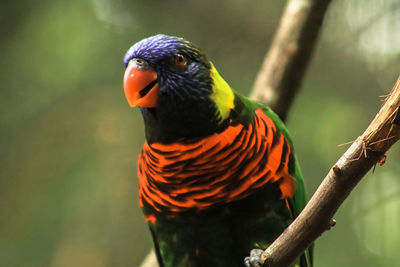 Close-up of parrot perching on branch