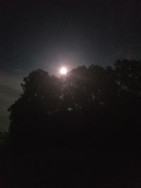 Low angle view of trees against sky at night