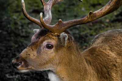 Close-up of deer