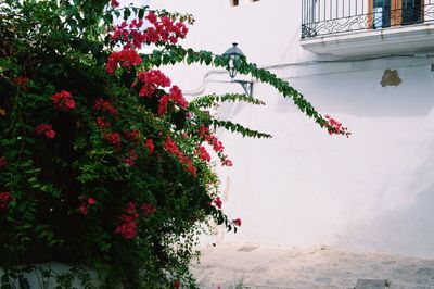 Red flowering plant against wall