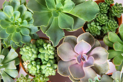 High angle view of succulent plant