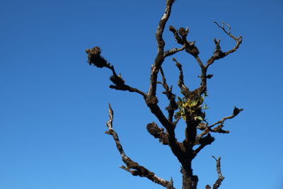 Low angle view of tree against clear blue sky