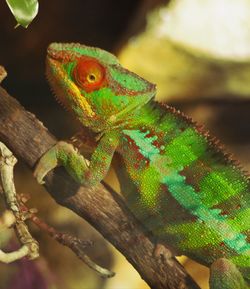 Close-up of lizard on tree